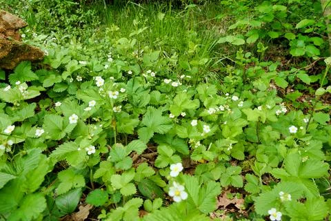 Wild Strawberries. Stock Photos