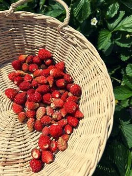 Wild strawberries Stock Photos