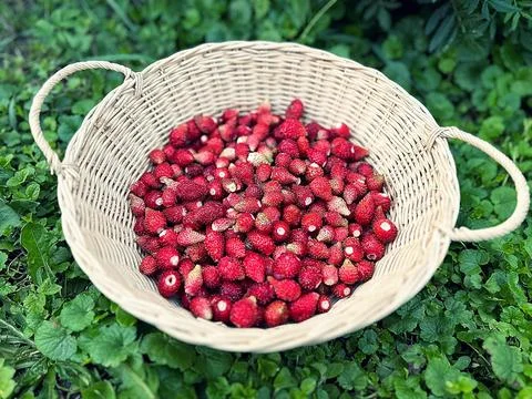 Wild strawberries Foto stock
