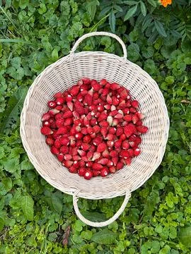 Wild strawberries Foto stock