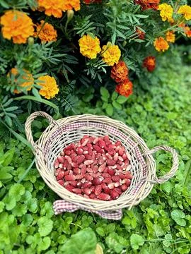Wild strawberries Stock Photos