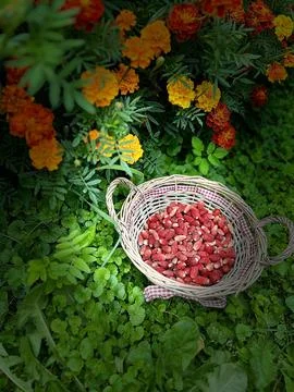 Wild strawberries Stock Photos
