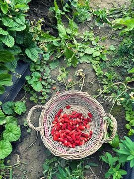 Wild strawberries Stock Photos