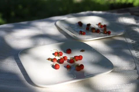 Wild strawberries Stock Photos