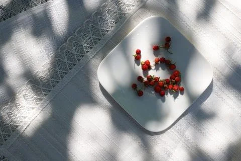 Wild strawberries Stock Photos