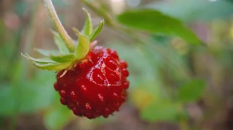 Wild strawberries in a pine forest. Forest strawberries grow in a summer pine Stock Photos