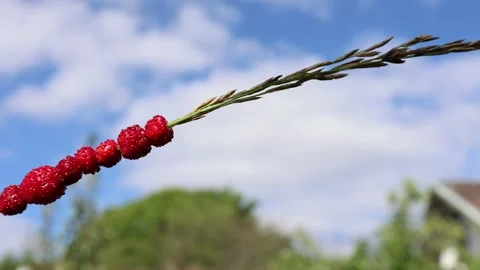 Wild strawberries on a straw. Stock Footage 315247280