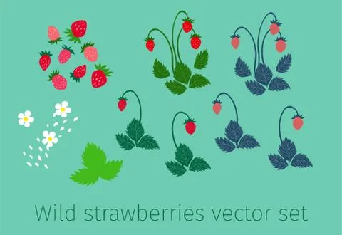 Wild strawberries vector set for composition Stock Illustration