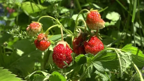Wild strawberry #73 Stock Footage 158417945