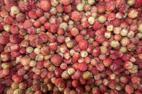 Wild strawberry background Stock Photos