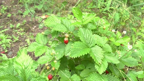 Wild strawberry berry grows in a clearing in the forest Stock Footage 111663827