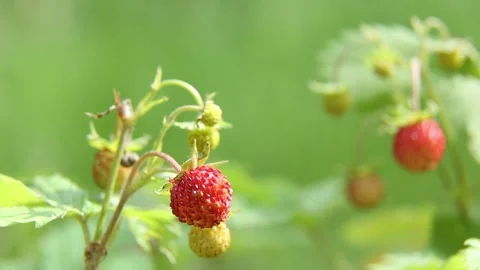 Wild strawberry cluster swaying gently in natural garden setting Stock Footage 313265174