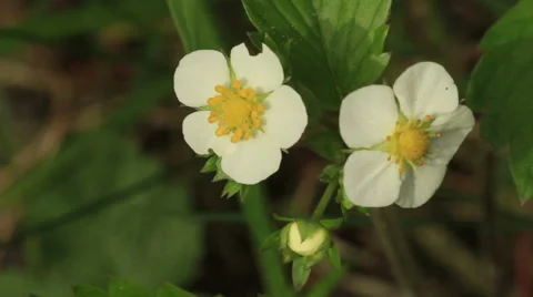 Wild strawberry flower Video stock 50299102