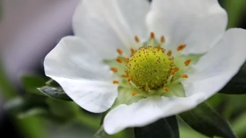 Wild Strawberry Flower Stock Footage 274326718