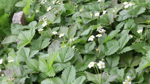 Wild strawberry flowers 스톡 동영상 153160158