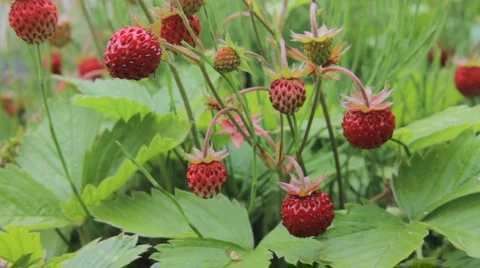 Wild strawberry Video stock 6753168