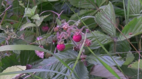 Wild strawberry Vídeo Stock 7753317