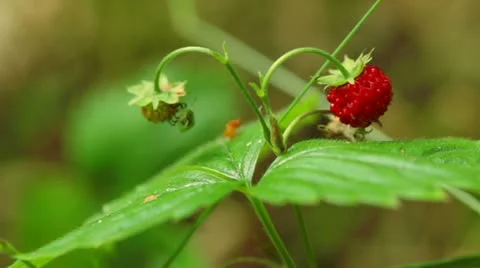 Wild strawberry Stock Footage 11350624