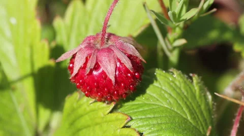 Wild strawberry Stock Footage 33376605