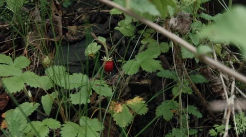 Wild strawberry Stock Footage 44128415