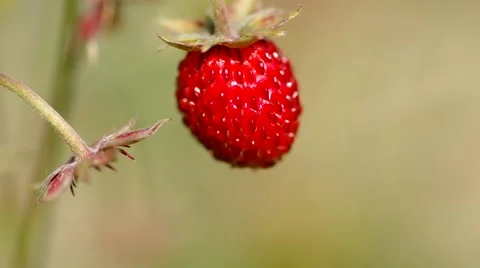 Wild strawberry Stock Footage 51643277