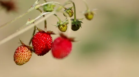Wild strawberry Stock Footage 51643279