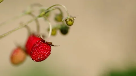 Wild strawberry Stock Footage 51643294