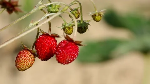 Wild strawberry Stock Footage 51643305