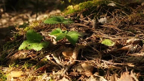 Wild strawberry in the forest Stock Footage 163643909
