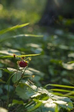 Wild strawberry in forest Stock Photos