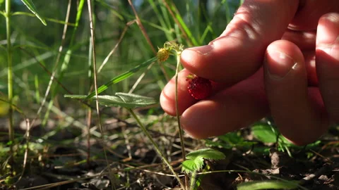 Wild strawberry in the forest. Picking wild berries Stock Footage 277932991