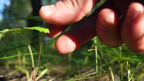 Wild strawberry in the forest. Picking wild berries Stock-Footage 277933026