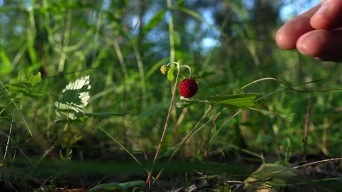 Wild strawberry in the forest. Picking wild berries. Wild strawberry Stock Footage 277933082