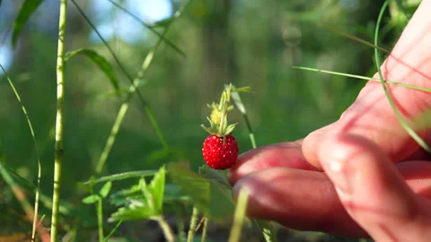 Wild strawberry in the forest. Picking wild berries Video stock 277933149