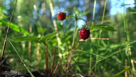 Wild strawberry in the forest. Picking wild berries. Wild strawberry Video stock 277933182