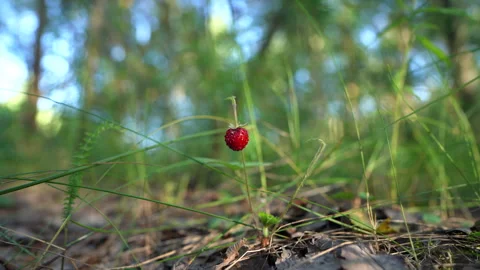 Wild strawberry in the forest. Picking wild berries. Wild strawberry Video stock 277933283