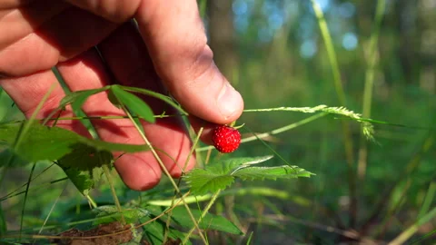 Wild strawberry in the forest. Picking wild berries Stock Footage 277933286
