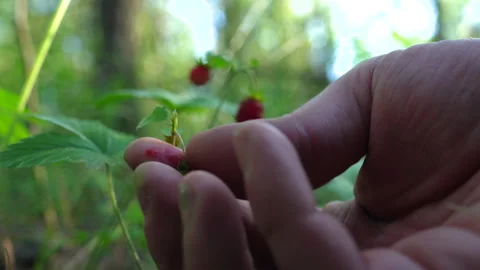 Wild strawberry in the forest. Picking wild berries. Wild strawberry Video stock 277933287
