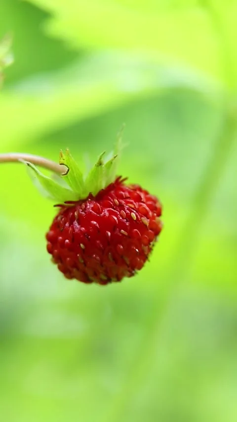 Wild strawberry fruit swaying gently in natural breeze movement Stock Footage 313247707