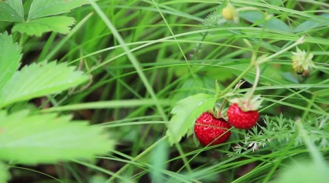 Wild strawberry in grass Stock Footage 51821232
