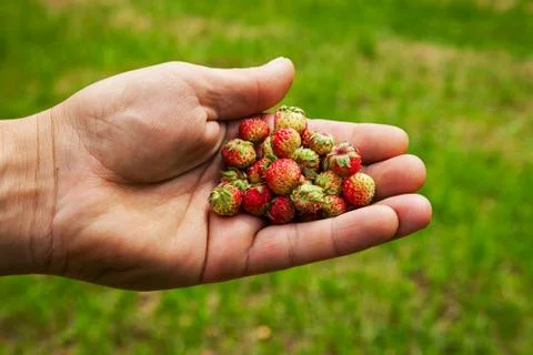 Wild strawberry in the hand Stock Photos