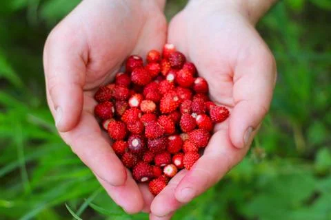 Wild strawberry in hands Stock Photos