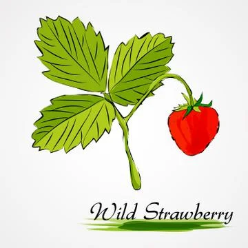 Wild strawberry Stock Illustration