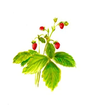 Wild strawberry Stock Illustration