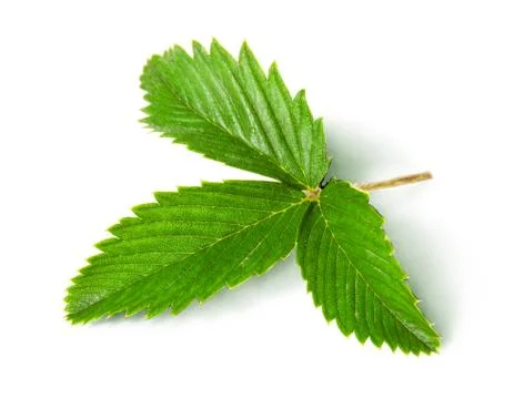 Wild strawberry leaf 스톡 사진