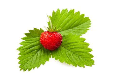 Wild strawberry with leaf Stock Photos