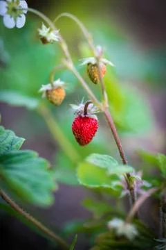 Wild strawberry macro Stock Photos