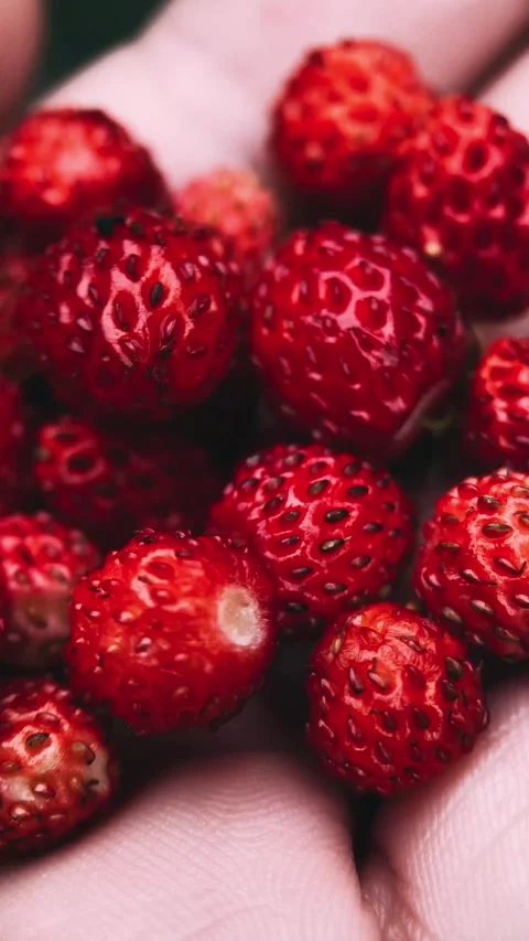 Wild strawberry in the palms Stock Footage 251622475