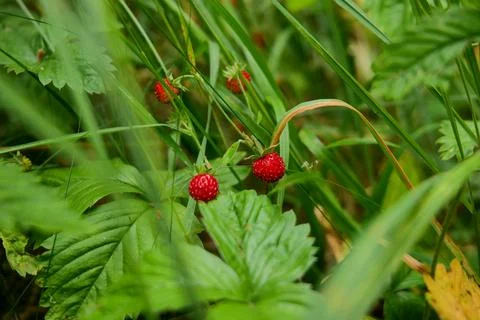 Wild Strawberry Patch in Forest Stock Photos