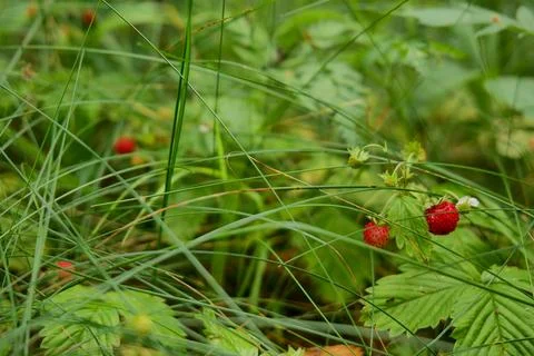 Wild Strawberry Patch in Forest Stock Photos